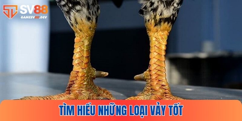 Cách xem vảy gà tốt xấu cực hay tại SV88