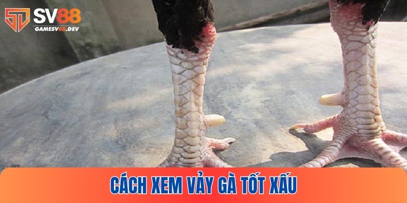 Cách xem vảy gà tốt xấu