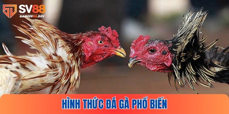 Khám phá những hình thức đá gà nổi bật