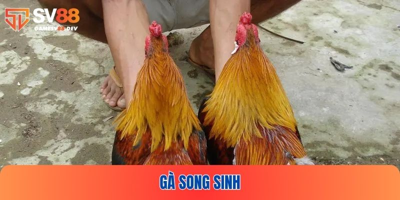 Gà song sinh cực kỳ nổi tiếng với khả năng tấn công tốt